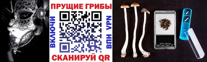 хочу Жуков Псилоцибиновые грибы Magic Shrooms
